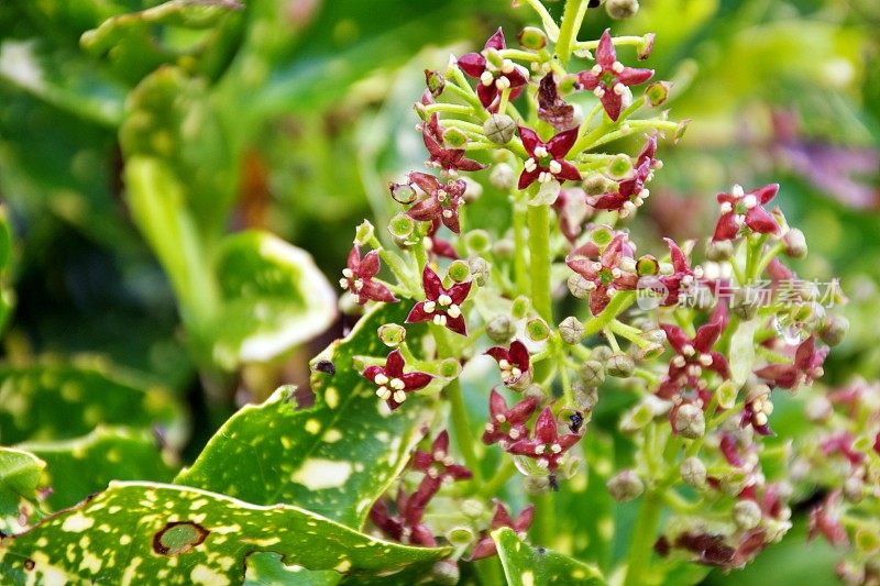 杂色月桂植物(日本Aucuba japonica)在开花